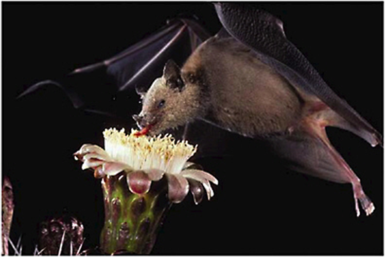 Tube-lipped Nectar Bat