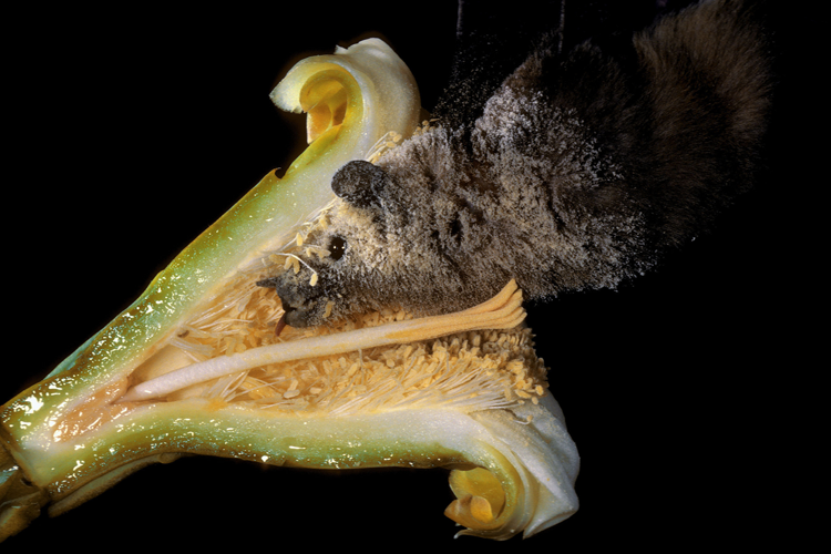 bat pollinating