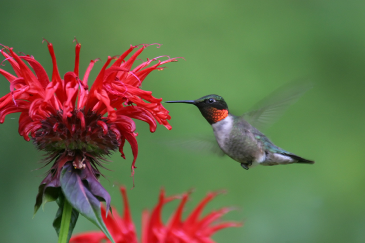 hummingbird pollinating