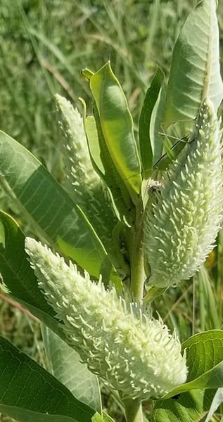 Common Milkweed Pod