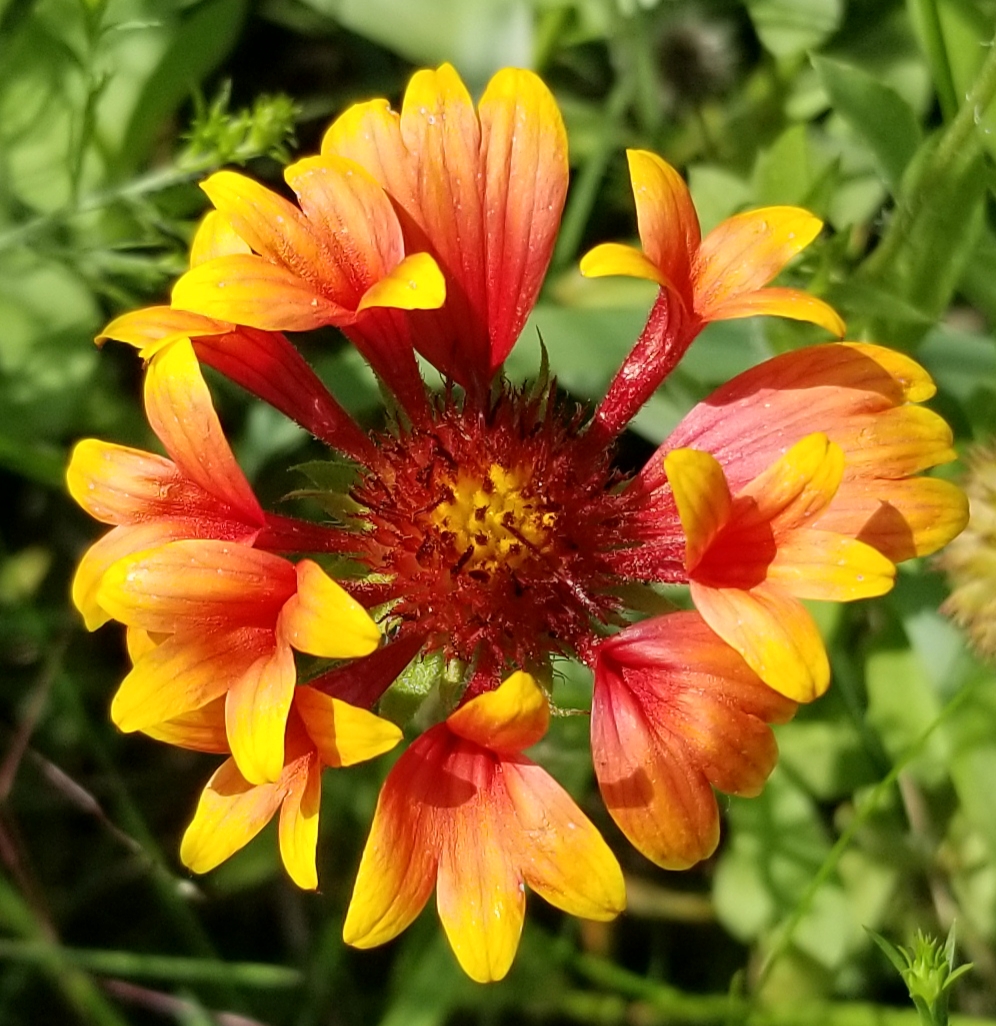 Indian Blanket Flower Variant