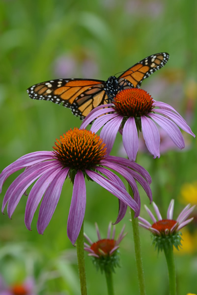 Purple Cone flower 