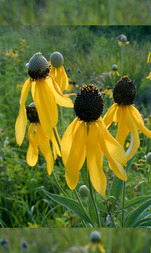 Grayhead Cone flower